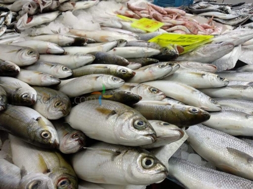 ADANA ÇUKUROVA ELMAS BALIK