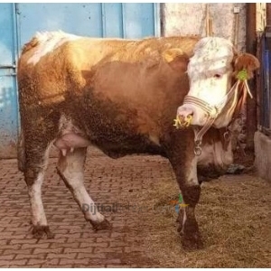 AFYON KARAGÖZ HAYVANCILIK