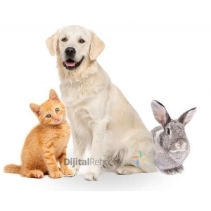 Animal City Veteriner Kliniği Pendik 