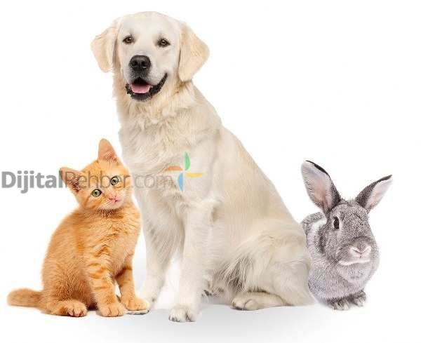 Animal City Veteriner Kliniği Pendik 