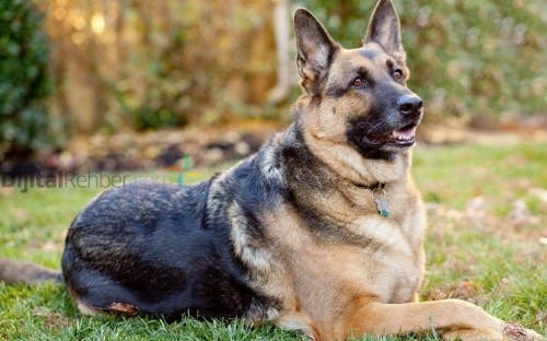 ANKARA ETİMESGUT SAFKAN ALMAN ÇOBAN KÖPEĞİ EVİ