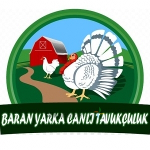 ÇORUM BARAN YARKA CANLI TAVUKÇULUK
