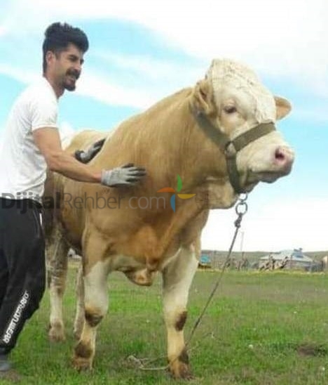 ERZURUM İBA HAYVANCILIK