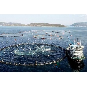 İthal Kaliteli Besleyici Balık Yemi Toptan Satışı