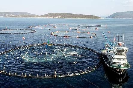 İthal Kaliteli Besleyici Balık Yemi Toptan Satışı