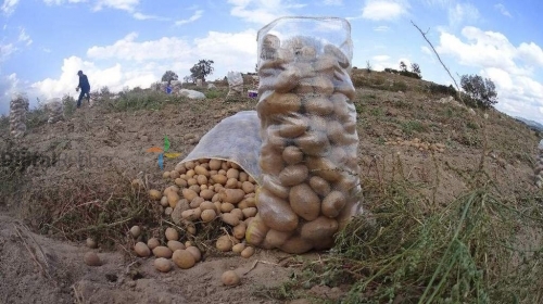 KAĞITHANE AFYON PATATES