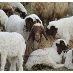 KOVANCILAR KILIÇ BÜYÜKBAŞ HAYVANCILIK