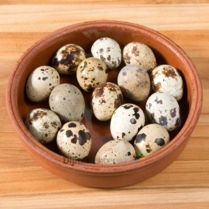 ORGANİK BILDIRCIN FATSA
