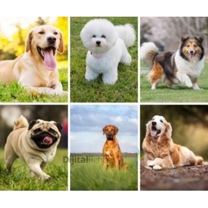 Petlantis Köpek Oteli