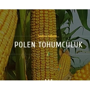 Polen Tohumculuk Manisa