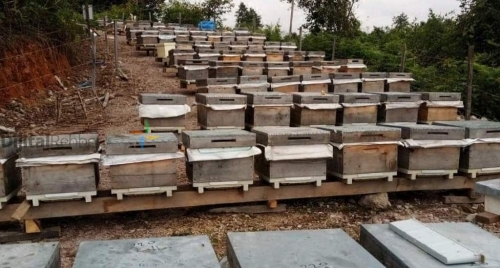 RİZE KAFKASÖR ARICILIK