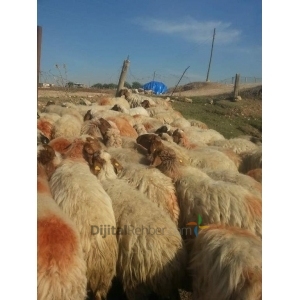 ŞANLIURFA BAYMAS HAYVANCILIK