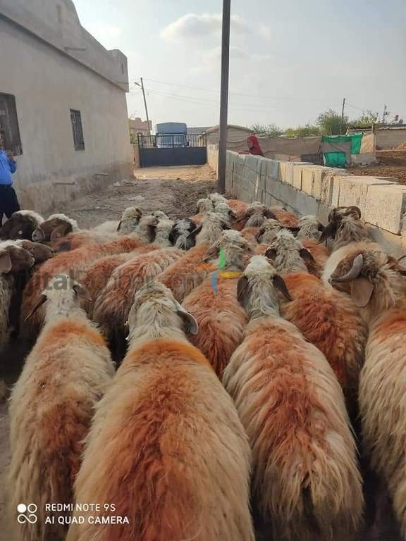 ŞANLIURFA BAYMAS HAYVANCILIK