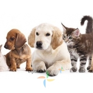 VETERİNER KLİNİĞİ KUŞADASI,DOST VETERİNER