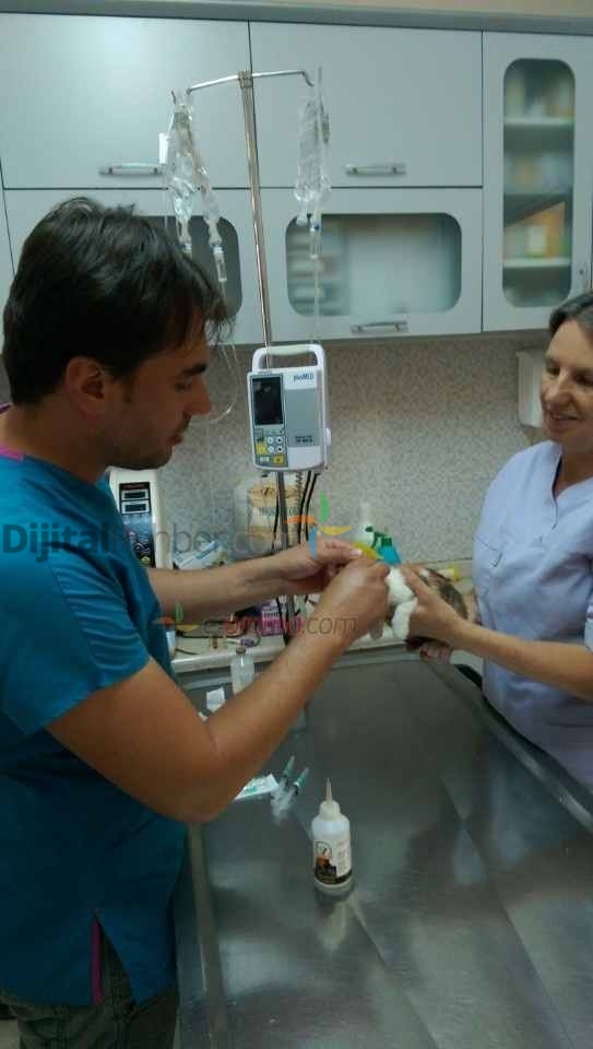 VETERİNER KLİNİĞİ KUŞADASI,DOST VETERİNER