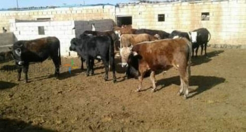VİRANŞEHİR ERBEKLER HAYVANCILIK